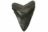 Fossil Megalodon Tooth - South Carolina #294410-1